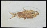 Detailed Fossil Fish (Knightia) - Wyoming #88545-1